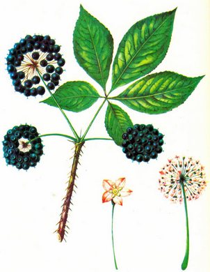 �������� ��������: ������������ �������, �������������� �������.